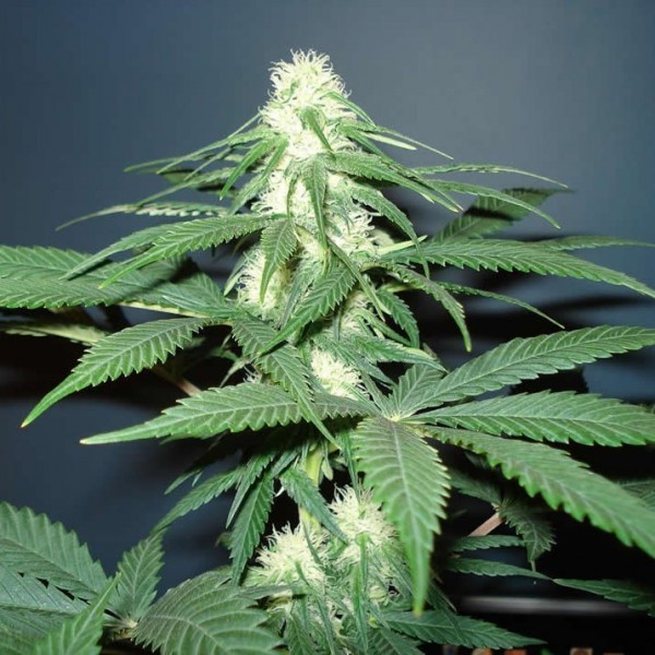Cannatonic Samen: Samen der Ruhe in der Welt des Cannabisanbaus