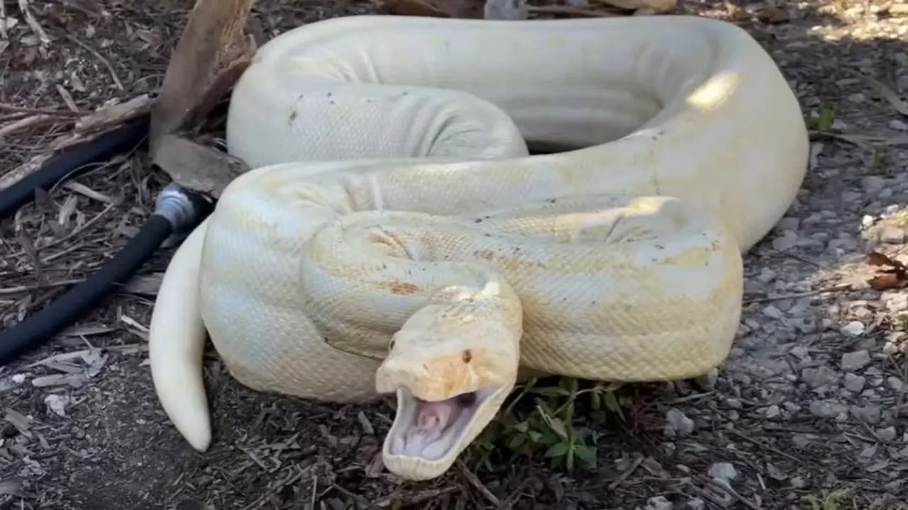 The Role of the Olive Python in Ecosystems and Biodiversity