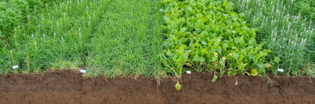 Verstärken Sie das Wurzelwachstum mit Metrop ROOT+: Der Biokatalysator, der Ihr Wurzelsystem optimiert